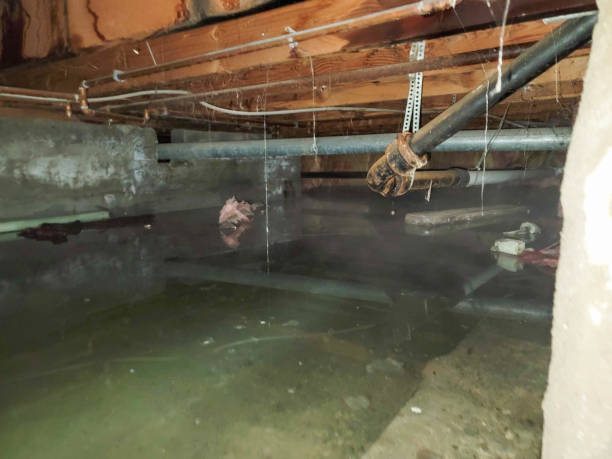 Best Basement water damage restoration  in River Road, OR