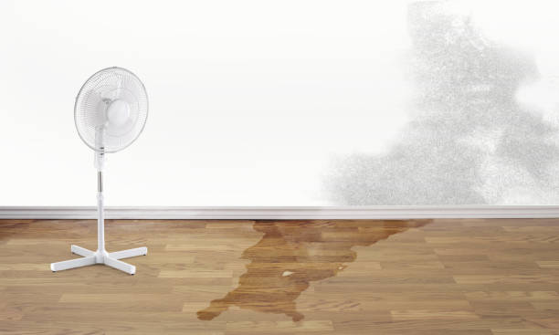 Best Flood damage cleanup  in River Road, OR